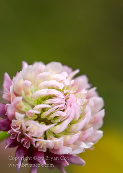 Image of Alsike Clover (Trifolium hybridum)