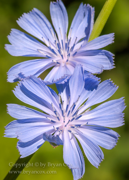 Image of Chicory (Chicorium Intybus)