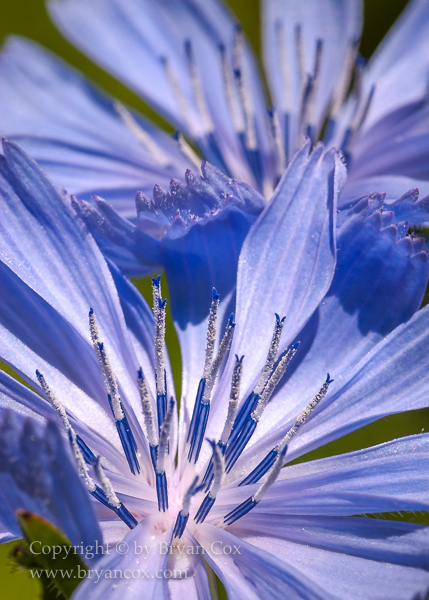 Image of Chicory (Chicorium Intybus)