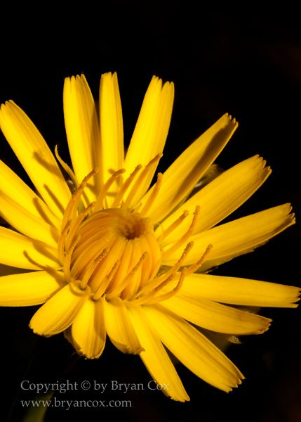 Image of Hairy Cat's-Ear (Hypochaeris Radicata)