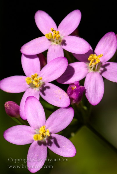 Image of European Centaury (Erythraea centaurium)