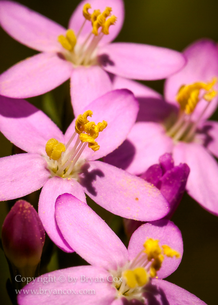 Image of European Centaury (Erythraea centaurium)