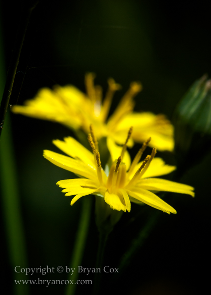 Image of Nipplewort (Lapsana Communis)