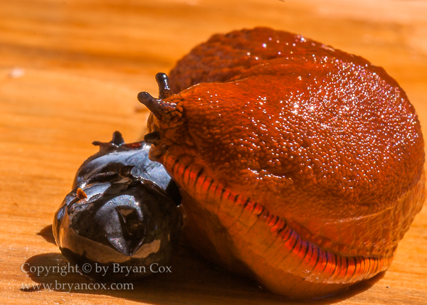 Image of European Red Slug (Arion rufus)
