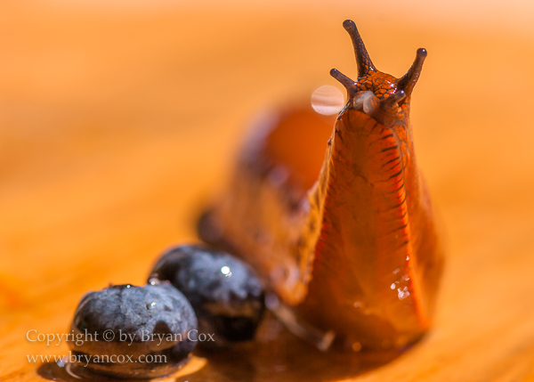 Image of European Red Slug (Arion rufus)