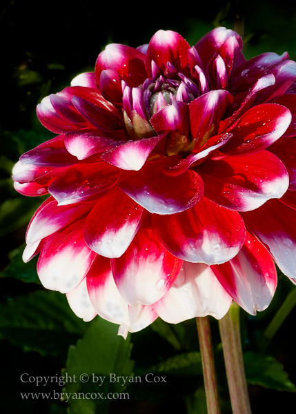 Image of Dahlias