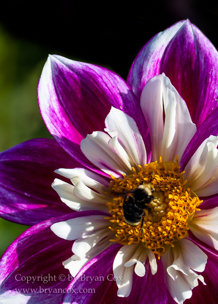 Image of Yellow-faced Bumblebee, Show-Off Dahlia