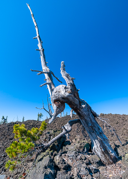 Image of Whitebark Pine Snag