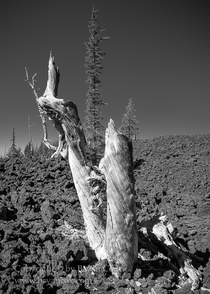 Image of Whitebark Pine Snag