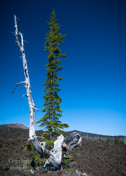 Image of Whitebark Pine Snag