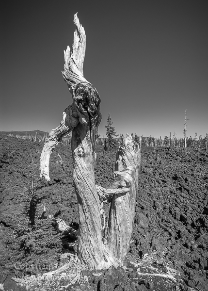 Image of Whitebark Pine Snag
