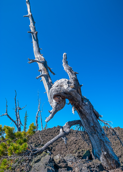 Image of Whitebark Pine Snag