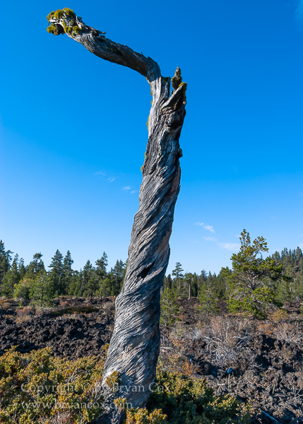 Image of Ponderosa Pine