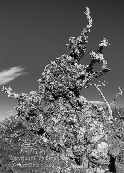 Image of Ponderosa Pine