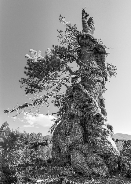 Image of Newberry National Volcanic Monument