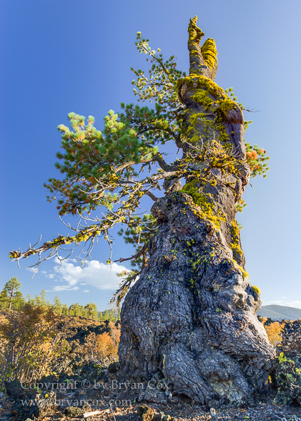 Image of Deschutes National Forest