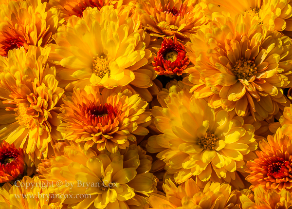 Image of Chrysanthemums