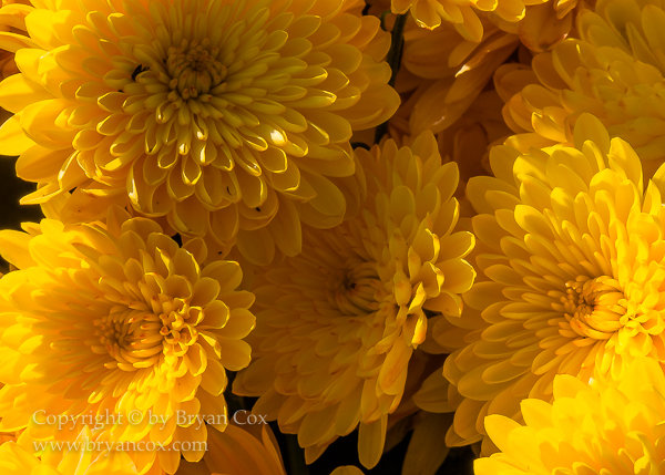 Image of Chrysanthemums