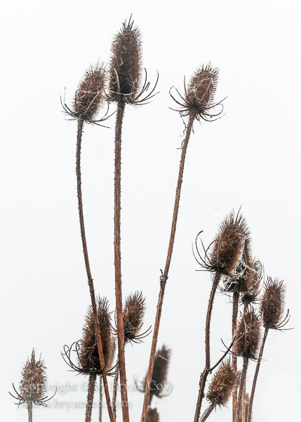 Image of Teasel