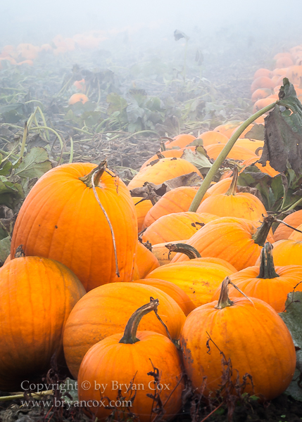 Image of Pumpkins