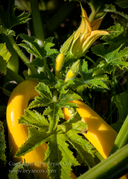 Image of Squash