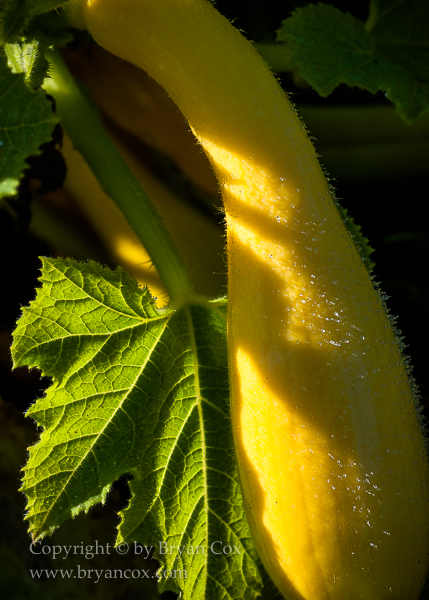 Image of Squash