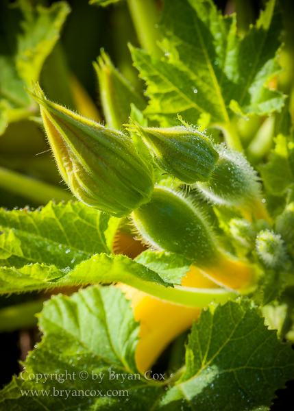 Image of Squash blossoms