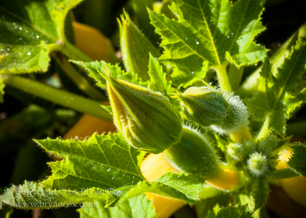 Image of Squash blossoms