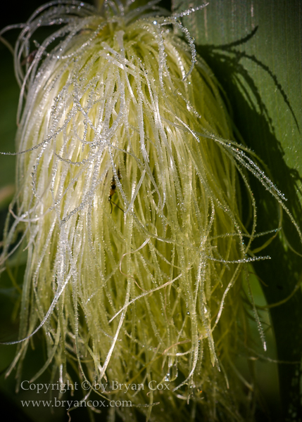 Image of Corn silks