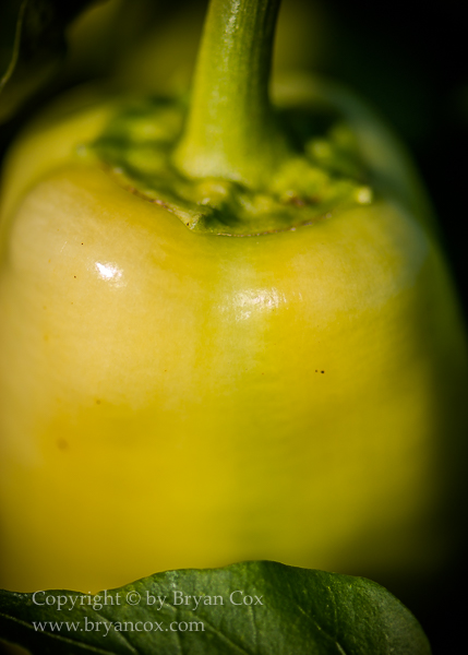 Image of 