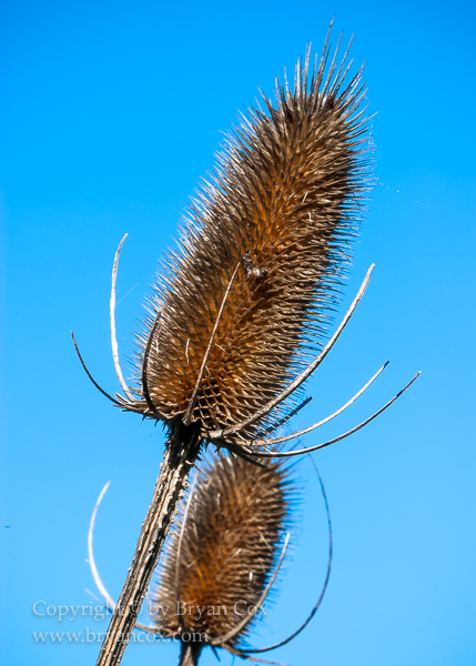 Image of Teasel