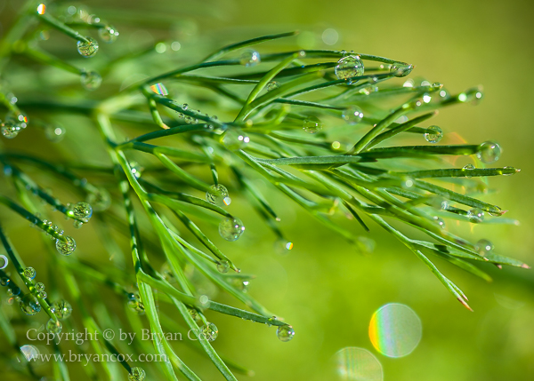 Image of Dill
