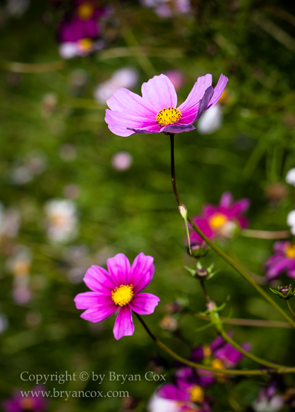 Image of Cosmos
