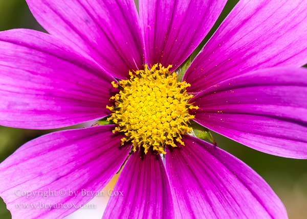 Image of Cosmos