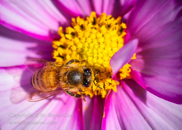 Image of Cosmos