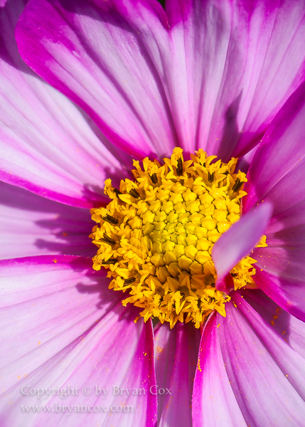 Image of Cosmos
