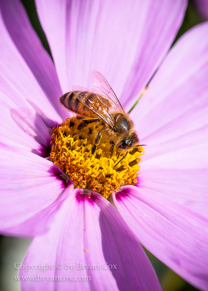 Image of Cosmos
