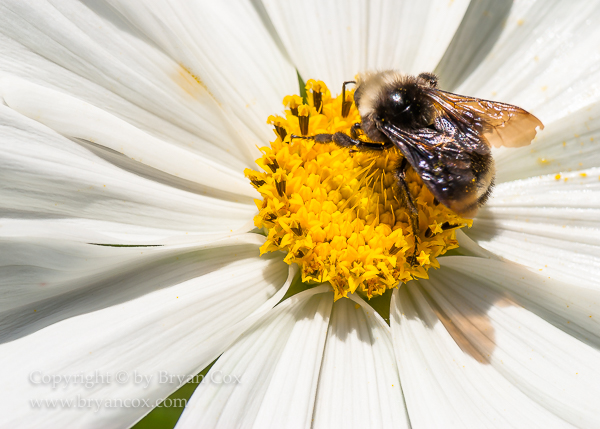 Image of Yellow-faced Bumblebee, Cosmos