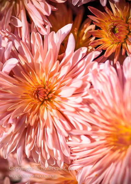 Image of Chrysanthemums