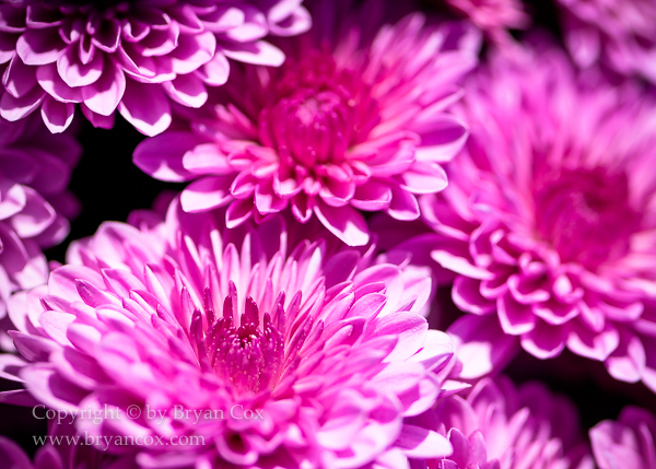 Image of Chrysanthemums