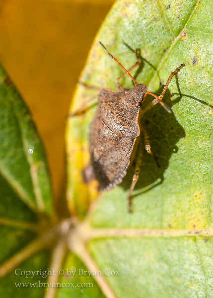 Image of Brown Marmorated Stink Bug