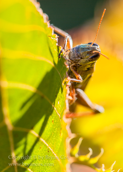 Image of Grasshopper