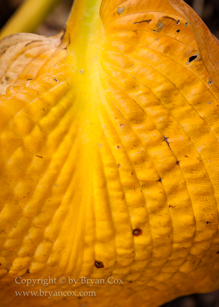 Image of Hosta