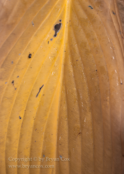 Image of Hosta
