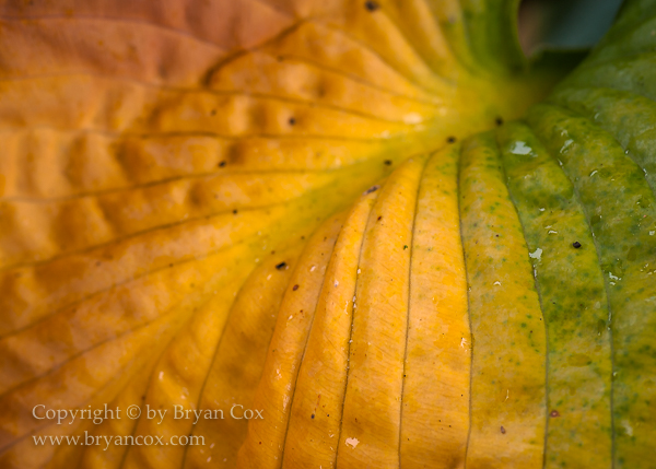 Image of Hosta