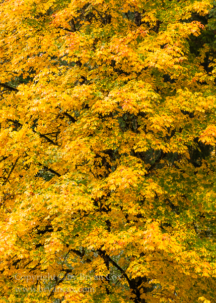 Image of Bigleaf Maple