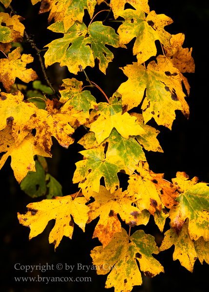 Image of Bigleaf Maple