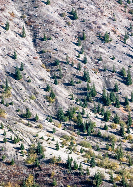 Image of New growth on the slopes of Mount St. Helens