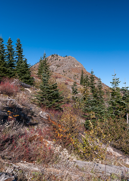 Image of Fall colors amid the log-strewn slopes of Mount St. Helens