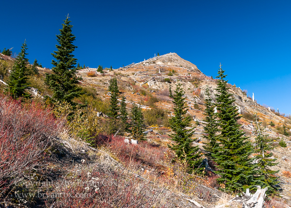Image of Fall colors amid the log-strewn slopes of Mount St. Helens